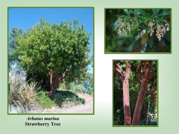 Arbutus marina Strawberry Tree - San Diego Master Gardeners