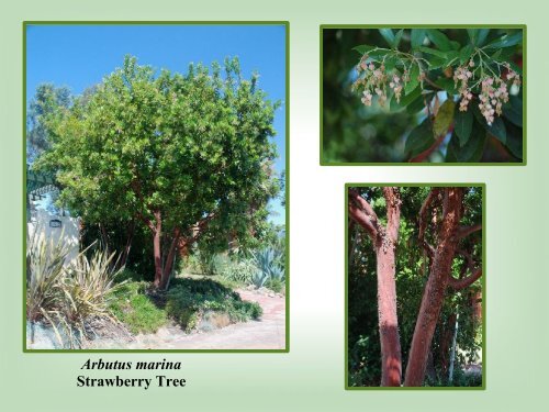 Arbutus Marina Strawberry Tree San Diego Master Gardeners