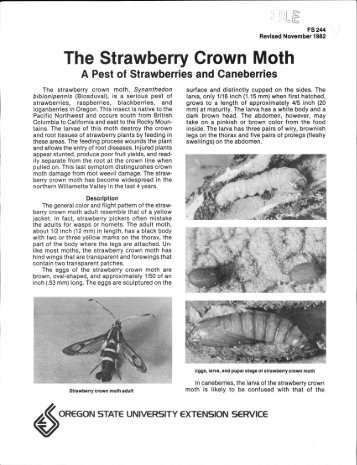 The Strawberry Crown Moth - ScholarsArchive at Oregon State ...