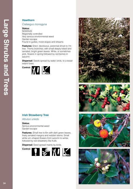 Weeds Identification (PDF, 13MB, new window) - Manningham City ...