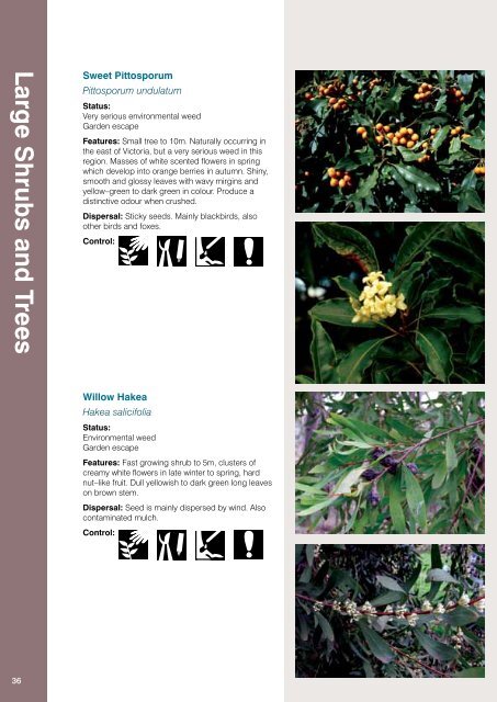 Weeds Identification (PDF, 13MB, new window) - Manningham City ...