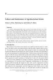 Culture and Maintenance of Agrobacterium Strains