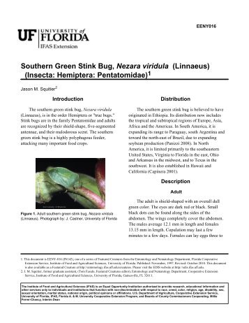 Southern Green Stink Bug, Nezara viridula - EDIS - University of ...