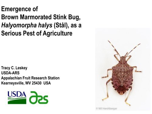 Brown Marmorated Stink Bug, Halyomorpha halys (Stål), Status ...