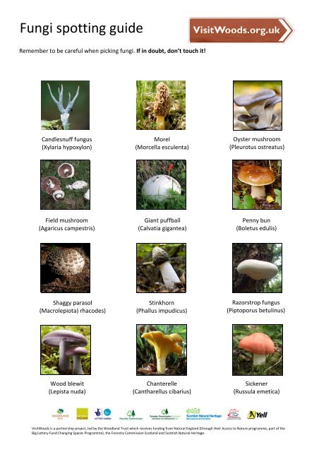 Fungi spotter sheet - Visit Woods