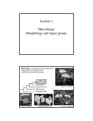 Lecture 1 Macrofungi: Morphology and major groups