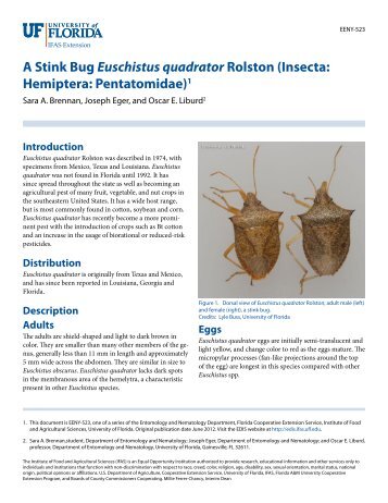 A Stink Bug Euschistus quadrator Rolston (Insecta: Hemiptera ...