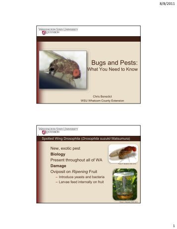 Bugs and Pests: - WSU Whatcom County Extension