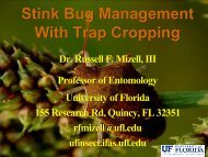 Stink Bug Management with Trap Cropping - University of Florida