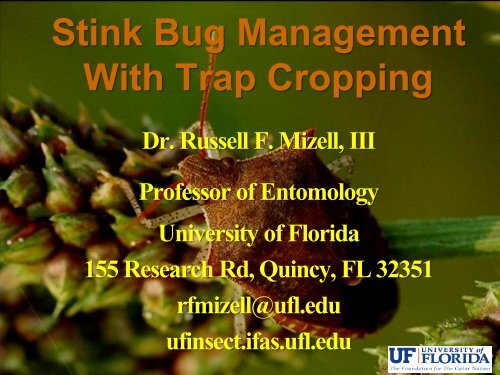 Stink Bug Management with Trap Cropping - University of Florida