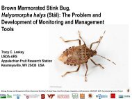 Brown Marmorated Stink Bug, Halyomorpha halys - Indiana CCA ...