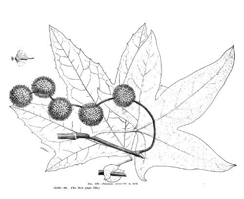 De I. VNER VEW D Forest Trees of the Pacific Slope