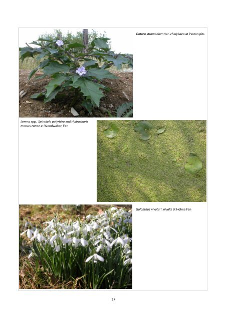 Checklist of the flora of huntingdonshire (VC31)