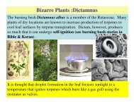 Bizarre Plants :Dictamnus