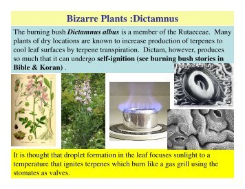 Bizarre Plants :Dictamnus