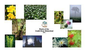 Plants of the Credit River Watershed - Credit Valley Conservation