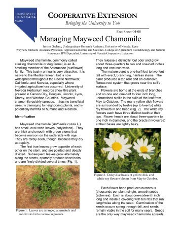 Managing Mayweed Chamomile - University of Nevada Cooperative ...