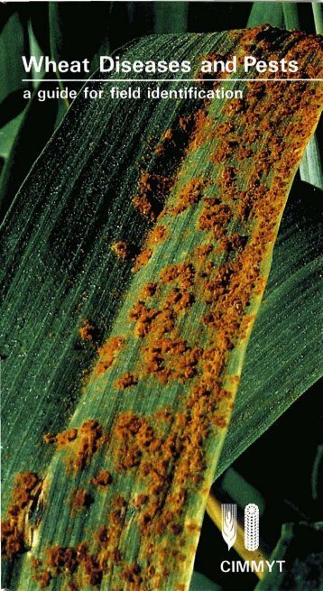 Wheat Diseases and Pests - Wheat Doctor - CIMMYT