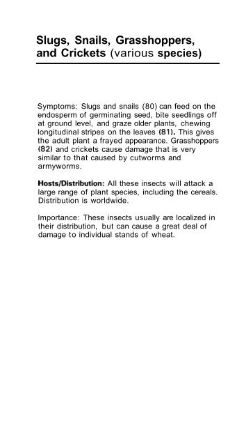 Wheat Diseases and Pests - Wheat Doctor - CIMMYT