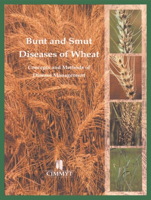 Bunt and Smut Diseases of Wheat - CIMMYT