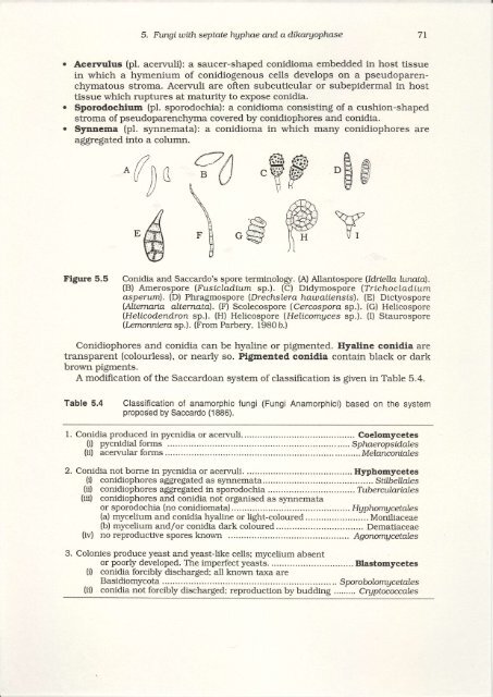 Fungi with septate hyphae and a dikaryophase