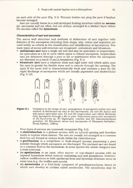 Fungi with septate hyphae and a dikaryophase