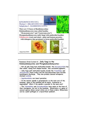 KINGDOM EUMYCOTA Phylum 3 - DIKARYOMYCOTA Subphylum ...