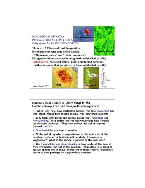 KINGDOM EUMYCOTA Phylum 3 - DIKARYOMYCOTA Subphylum ...