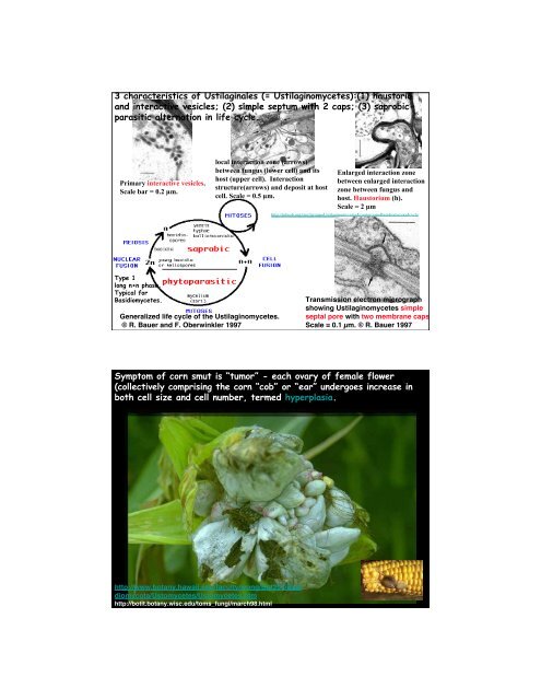 KINGDOM EUMYCOTA Phylum 3 - DIKARYOMYCOTA Subphylum ...