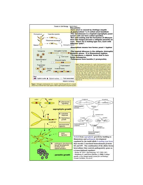 KINGDOM EUMYCOTA Phylum 3 - DIKARYOMYCOTA Subphylum ...