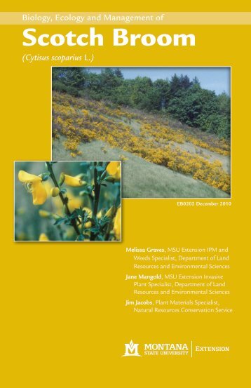 scotch broom - msu extension