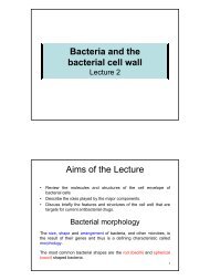 Bacteria and the bacterial cell wall Aims of the Lecture