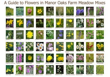 Flower Photo Chart - Pictorial Meadows