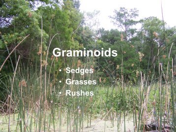 Graminoids: Sedges, Grasses, Rushes