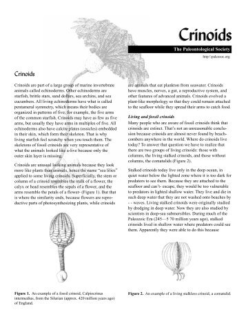 Crinoids Crinoids - The Paleontological Society