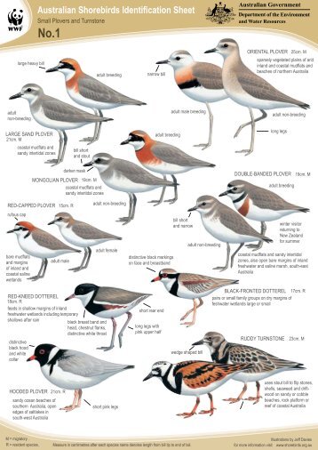 10 free magazines from reefcatchments com au shore bird identification chart