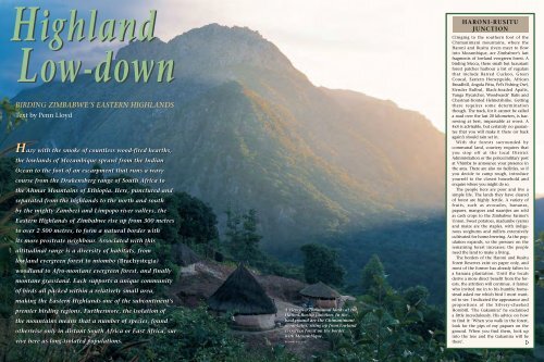 Highland low-down: birding Zimbabwe's Eastern Highlands