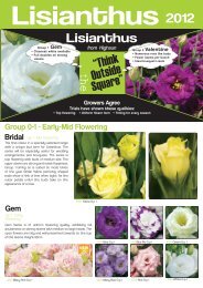 Lisianthus “Think Outside Square” - Highsun Express Plugs