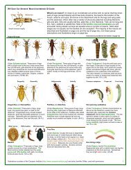 WV Save Our Streams' Macroinvertebrate ID-Guide What is an ...