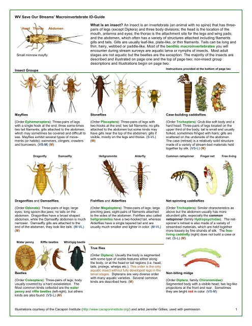 WV Save Our Streams' Macroinvertebrate ID-Guide What is an ...