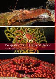 Decapoda - Marine Benthic Fauna of Chilean Patagonia