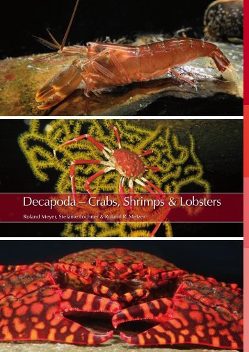 Decapoda - Marine Benthic Fauna of Chilean Patagonia