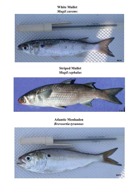 Saltwater Fish Identification Chart Pdf