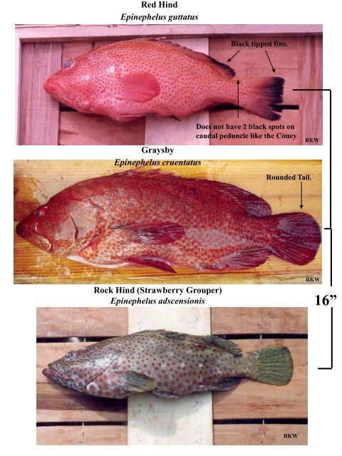 Saltwater Fish Identification Chart Pdf