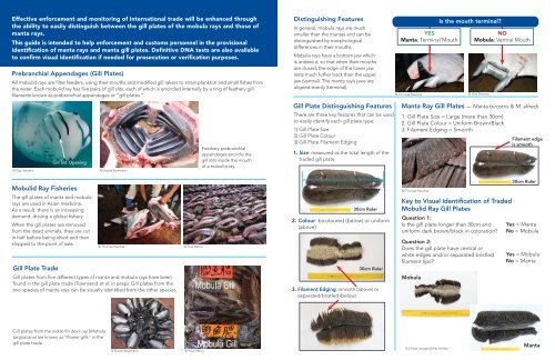 Mobulid Gill Plate Identification Guide (Print Version) - Manta Trust