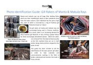Field Guide to Manta & Mobula Gill Rakers - Manta Trust