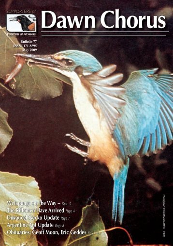 Dawn Chorus - Tiritiri Matangi