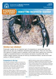 Identifying Freshwater Crayfish - Department Of Fisheries Western ...