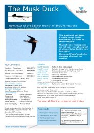 The Musk Duck - Birds Australia