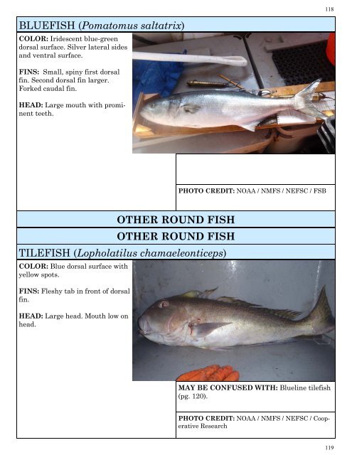 BLUEFISH (Pomatomus saltatrix) OTHER ROUND FISH ... - NOAA
